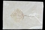 Fossil Leaf (Populus)- Green River Formation, Utah #110399-1